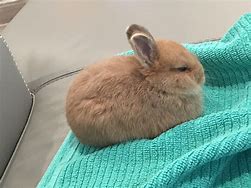 Image result for Funny Fat Baby Bunnies