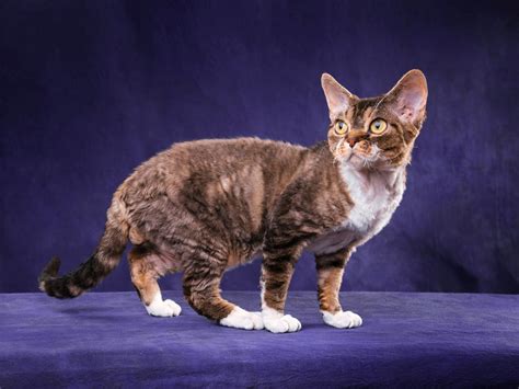 Download wallpaper cat, cat, look, pose, kitty, cat, muzzle, color ...