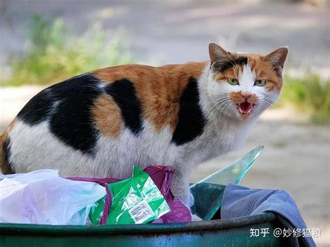 投喂流浪猫的猫粮连续1个月被偷，网友疑惑装监控，而真相令人愤怒又无奈..._猫窝_动物_古先生