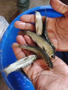Bihar Fish Seed Center Sitamarhi - Amur Carp Fish Seed Manufacturer ...
