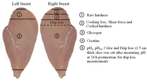 Effects of Guanidinoacetic Acid Supplementation on Productive ...