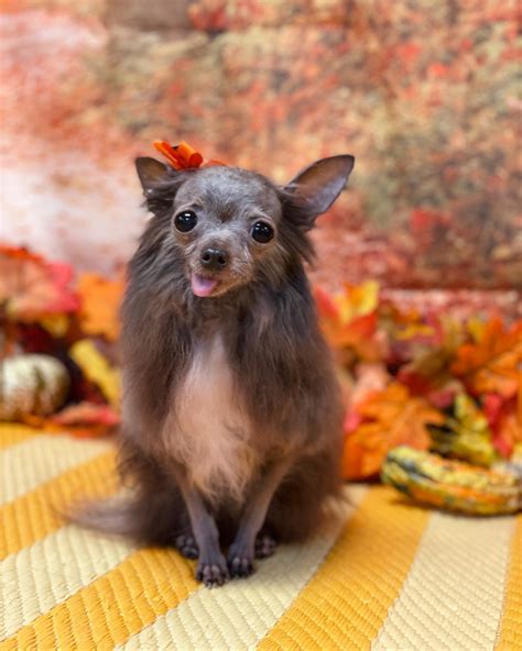Pet, Bath, and Beyond (@petbath_and_beyond) • Instagram photos and videos
