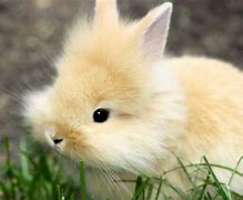 Image result for Cute Baby Wabbits