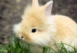 Image result for Cute Puppies and Bunnies