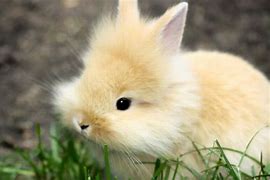 Image result for Baby Male Fluffy Bunnies