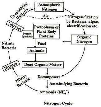 Explain and draw a neat diagram of nitrogen cycle. - Brainly.in
