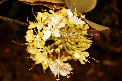 Bauhinia vahlii | Maloo creeper