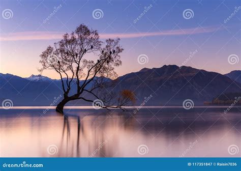 A árvore De Wanaka é Marco Famoso Na Cidade De Wanaka, Nova Zelândia ...
