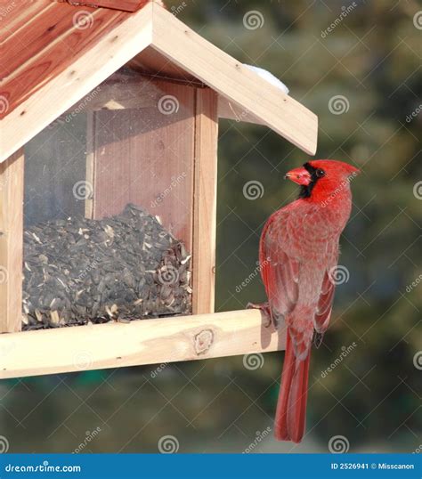 Red Cardinal at Bird Feeder Stock Image - Image of garden, fauna: 2526941