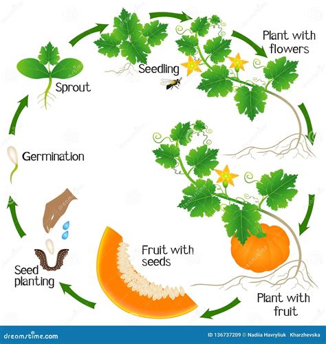 Pumpkin Plant. Growth Stages. Ripening Period. The Life Cycle Of The ...