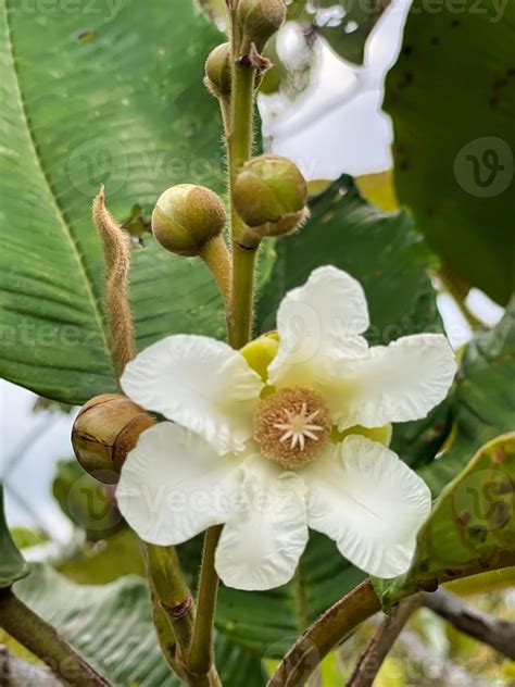 Flower of bois de rouge, an endemic plant, fire resistant plant of the ...