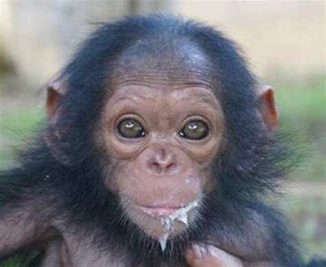 Image result for Monkey Using Computer Meme
