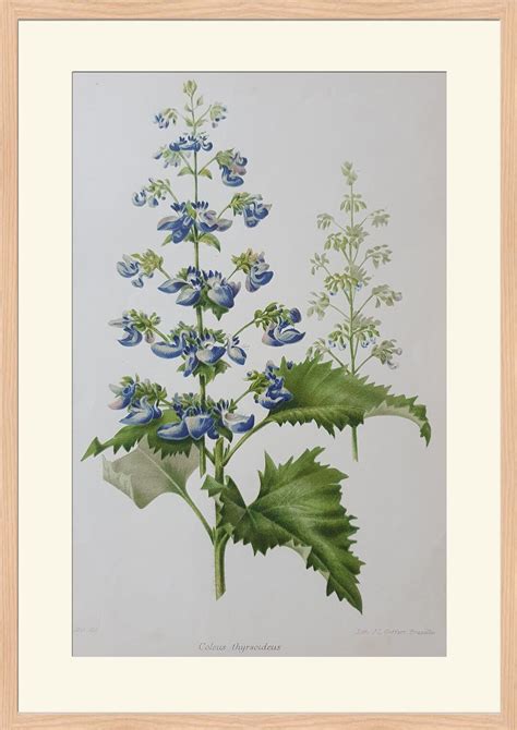 Buy Flowers - Coleus Thyrsoideus - 19th Century Colored Lithography ...