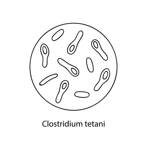 Pathogene bacteriën Bacteriële micro-organismen Microbiologie ...