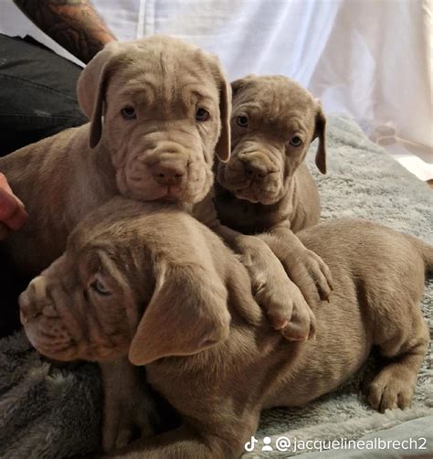 Seltene Bandog Welpen in Sternberg | Tiere | Kleinanzeigen