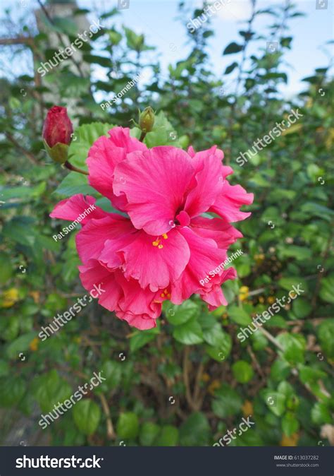 3 Rose Sharon Prune Images, Stock Photos & Vectors | Shutterstock