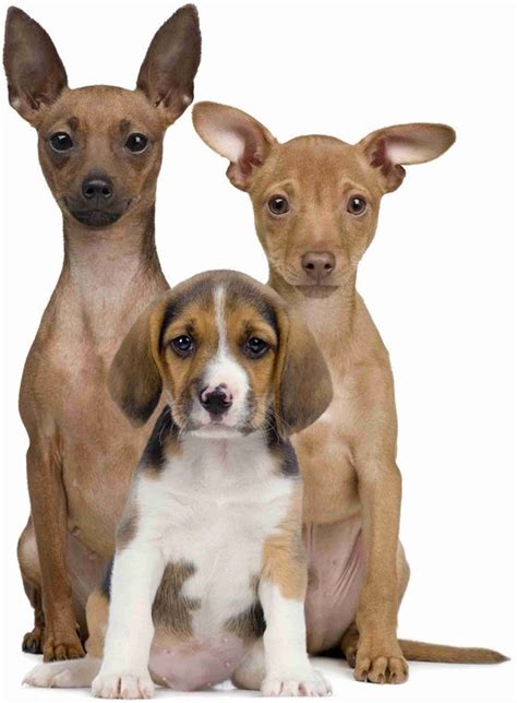 Cute Dogs Cute Puppies Pomeranian Fulffy Dog Golden Retriever Matte ...