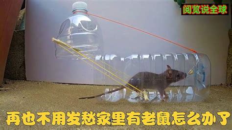 一个矿泉水瓶做的捕鼠器