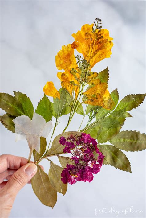How To Dry Press Flowers Quickly | Best Flower Site