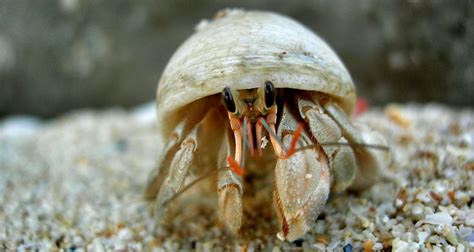 Hermit Crab Molting