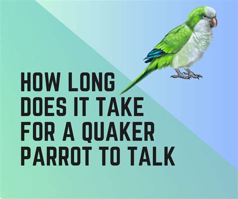 How Long Does It Take A Quaker Parrot to Talk? - Birds News