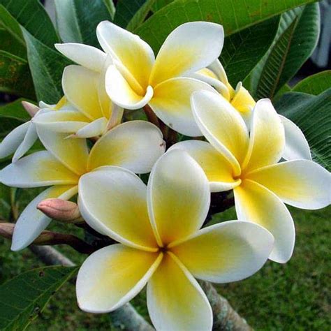 Buy Plumeria Plants Online in Delhi - Order Champa Flower Plant