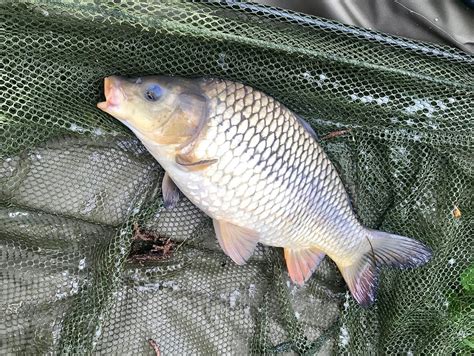 ELTON BARN FISHERY & RETREAT (Nottingham) - Specialty Inn Reviews ...