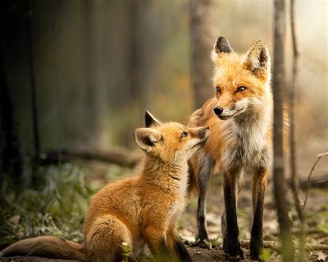 Image result for Animals Using a Computer