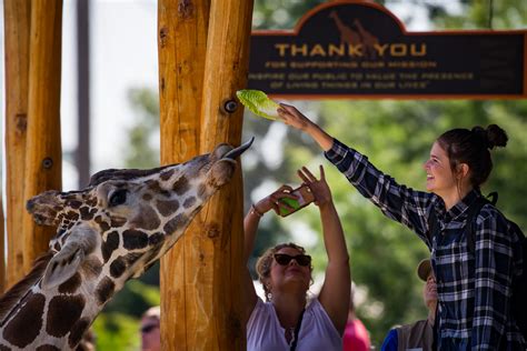 Feed Como's Giraffes! - Como Zoo Conservatory