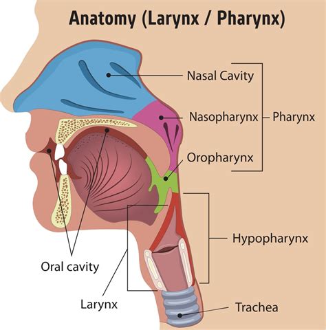 Anatomical Structure Of Throat at Mike Fahey blog