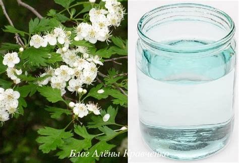 Настойка из цветов боярышника. Рецепт на водке, на спирту, как ...