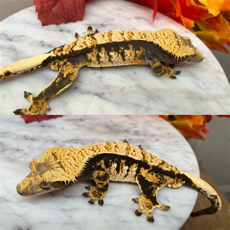 Two Shots Of Vodka - Extreme Tricolor Harlequin Crested Gecko by ...