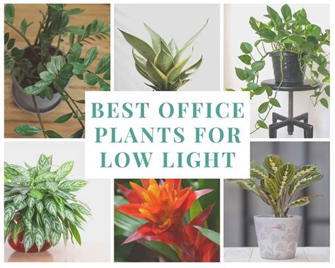 30 Best Plants For Office With No Windows: Ultimate Guide - The Potted ...