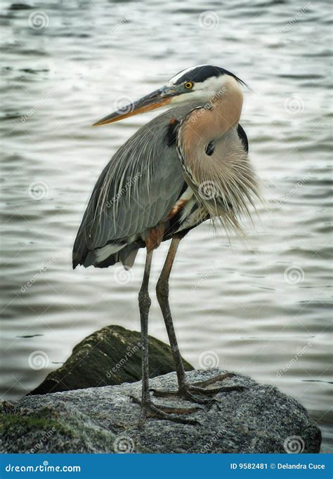 Great Blue Heron bird stock image. Image of details, looking - 9582481