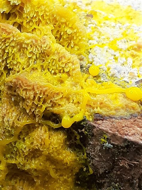 Came across some Plasmodial Slime Mold (maybe Fuligo Septica?) munching ...