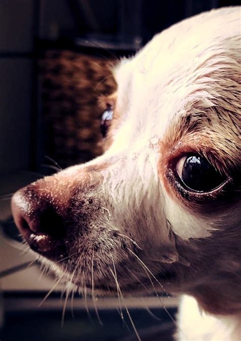 Image result for Dramatic Doggo