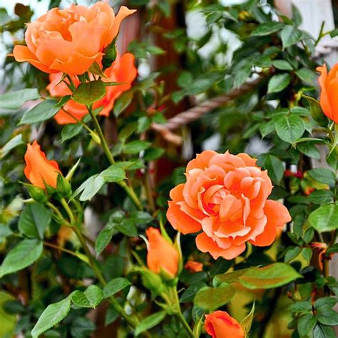 Creeping, Climbing Rose "Orange" - Plant – Lalit Enterprise