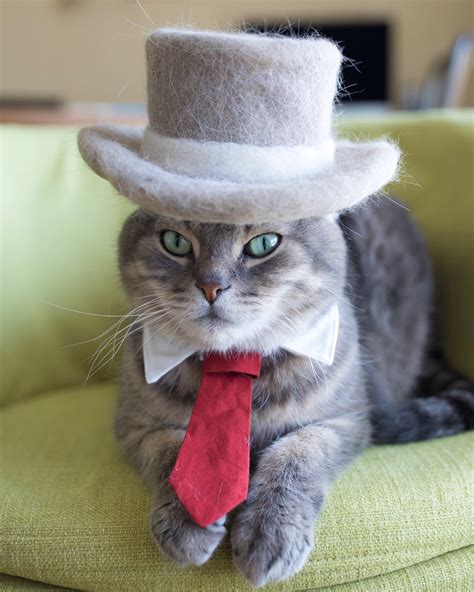 Meet The World’s Most Renowned Fallen Fur Felted Hat Designer For Cats ...