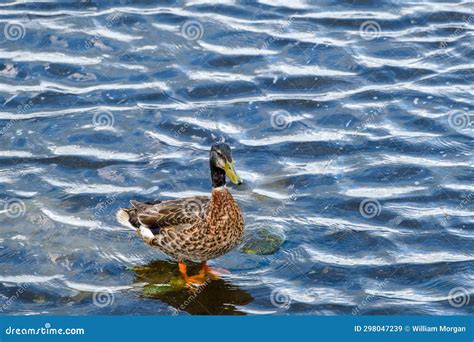 Juvenile Mallard Duck Knee Deep in Lake Pontchartrain Stock Image - Image of ornithology ...