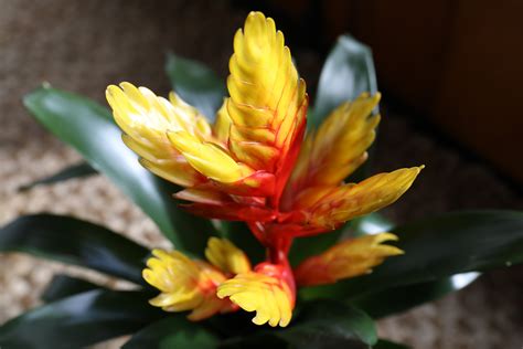 Tropical Bromeliad Plant Care Guzmania Lingulata 'Scarlet Star' Plant