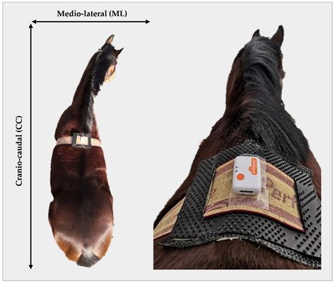 The Feasibility of Equine Field-Based Postural Sway Analysis Using a ...