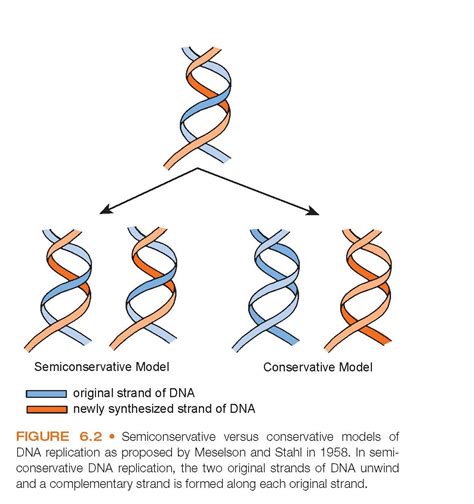 DnA structure and Function - pediagenosis