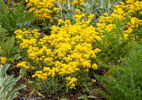 19 Best Flowering Ground Covers