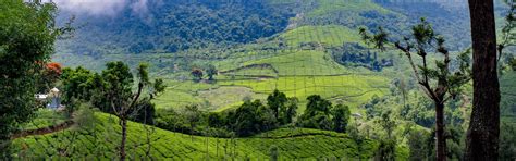 Coonoor Tour Packages from Delhi – Explore Scenic Beauty with Starflyer