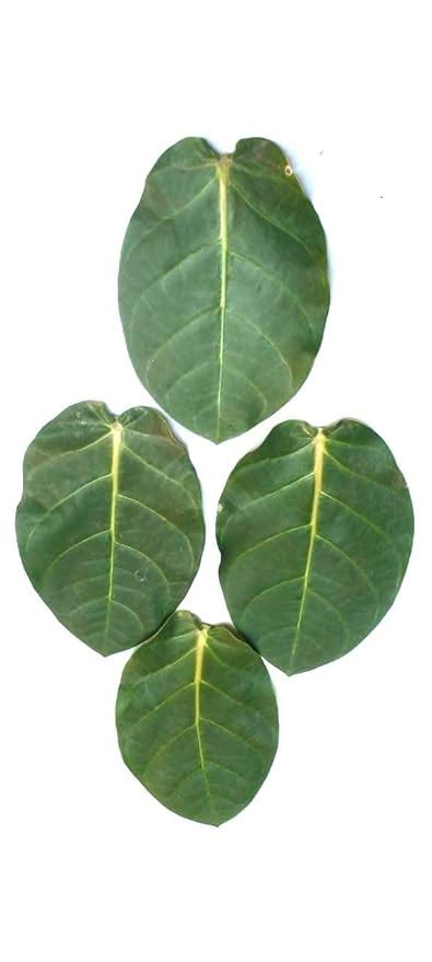 Buy Super Shop Pure Fresh Organic Madar Leaves 15 Pcs indian Ayurvedic ...