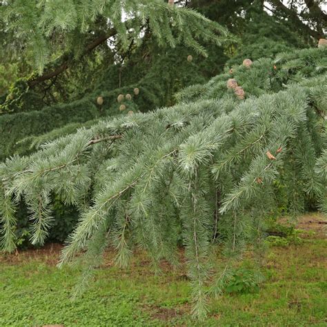 Blue Atlas Cedar (Cedrus atlantica "Glauca")