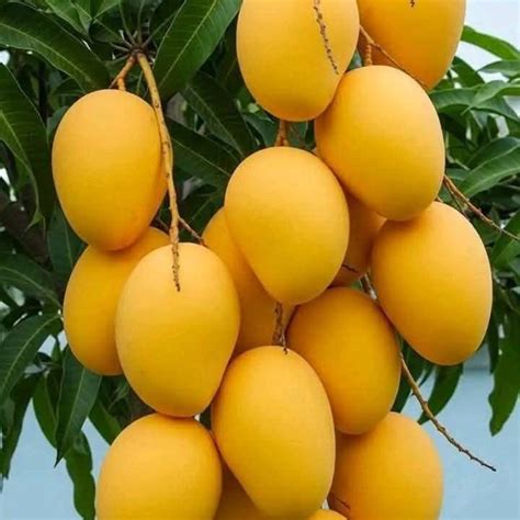 Grafted Banganapalle Mango - Plant – Lalit Enterprise