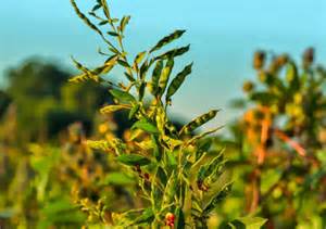 Tur Dal: तुअर दाल स्टॉक में गिरावट, MSP पर खरीद बढ़ाने की तैयारी में ...