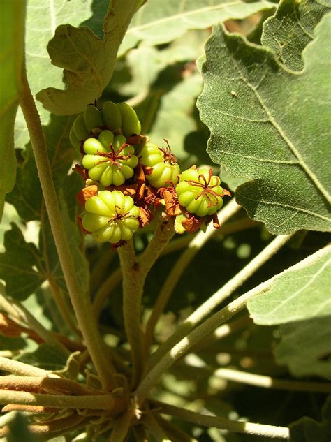 La conservation ex situ des espèces menacées de La Réunion ...