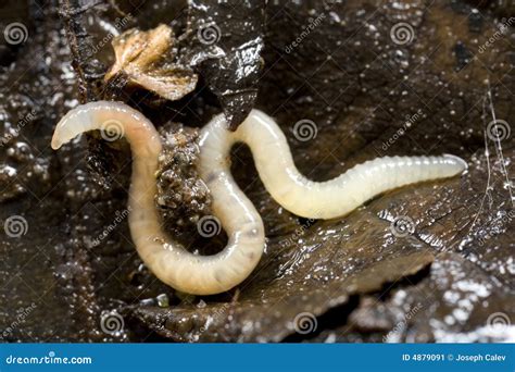 White worm in soil stock image. Image of terrestrial, dirt - 4879091